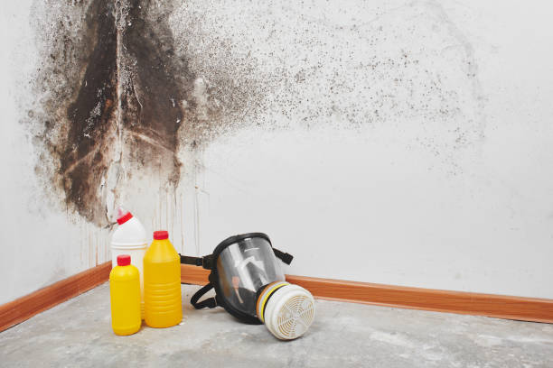Best Mold Damage Repair  in Everett, PA