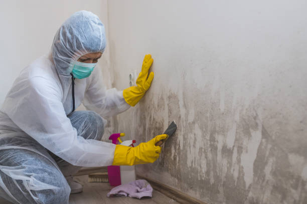 Best Attic Mold Removal  in Everett, PA
