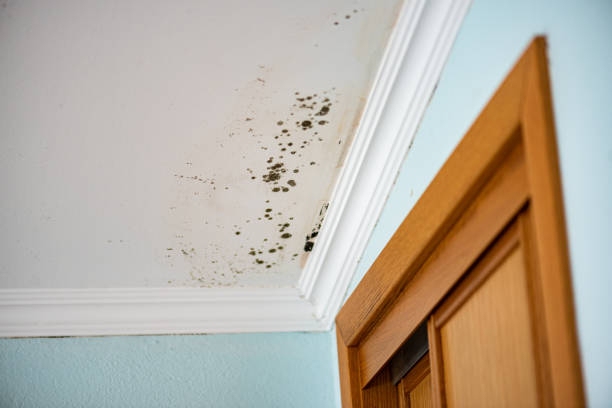 Best Crawl Space Mold Removal  in Everett, PA