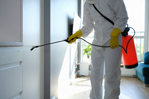 Best Mold Remediation  in Everett, PA
