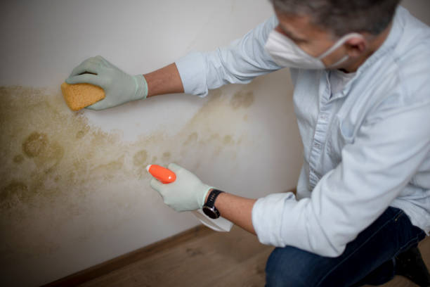 Best Mold Testing and Removal  in Everett, PA