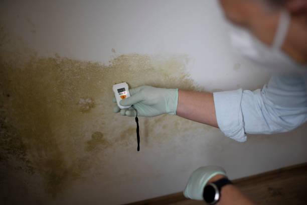 Best Mold Testing  in Everett, PA