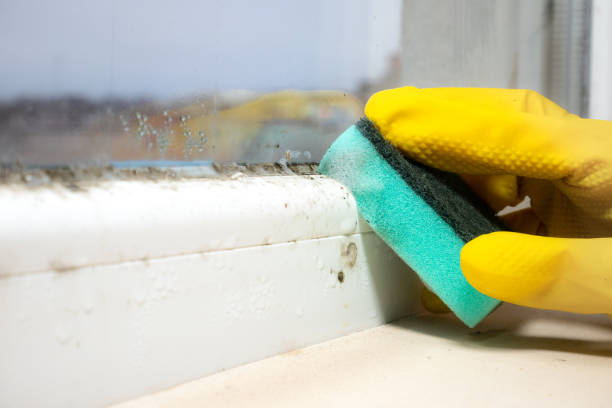 Best Mold Inspection  in Everett, PA
