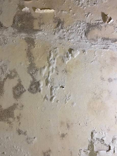 Best Affordable Mold Removal  in Everett, PA