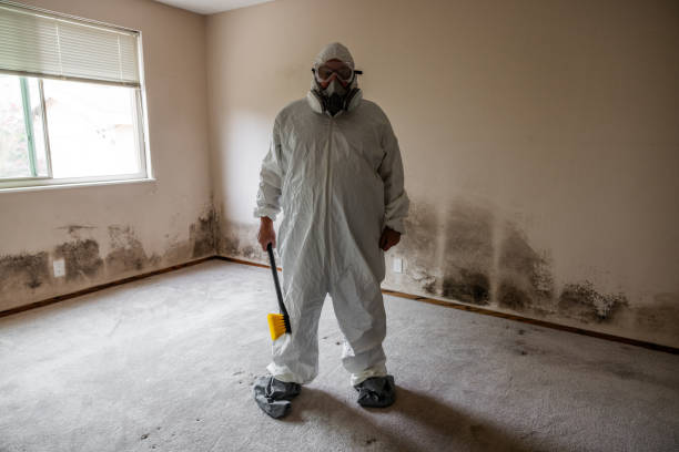Mold Removal and Inspection in Everett, PA