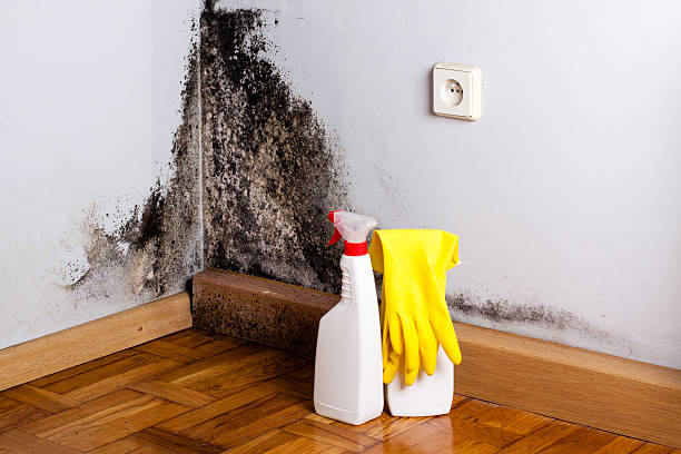 Best Toxic Mold Removal  in Everett, PA