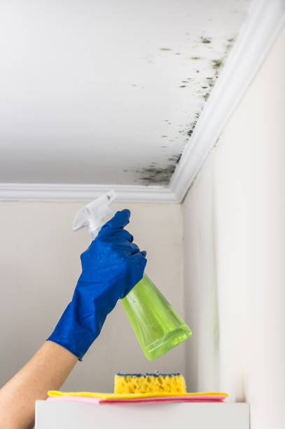 Best Mold Remediation  in Everett, PA