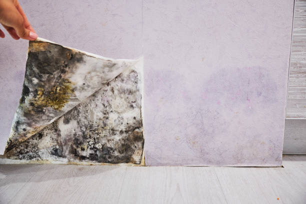 Mold Testing and Removal in Everett, PA